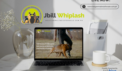 JBILL Whiplash: TekHive partnered with Jbill Whiplash, a dedicated breeder specializing in top-quality Belgian Malinois and German Shepherd puppies in the Philippines, to deliver a complete web design and web development project. We built a clean, responsive website that emphasizes their breeding excellence, showcasing services such as premium stud services, registered pedigrees, health guarantees, boarding, and preparation for stud. The site’s intuitive navigation leads visitors through sections like About, Services, Registered Pedigrees, Pricing, Gallery, FAQs, and Contact—making it easy to explore offerings and policies, and meet breeding parents like “Ella.” With a layout designed to build trust and communicate their commitment to quality and temperament, the site enhances their reputation and connects them with dog lovers seeking healthy, well-rounded pups. Proudly built by TekHive, this project highlights how strategic design and development can elevate niche services into compelling, trustworthy digital experiences.