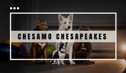 Chesamochesapeakes: undefined