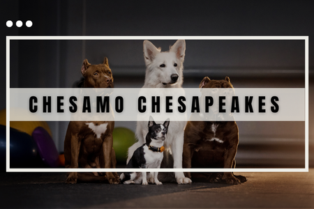 Chesamochesapeakes: undefined