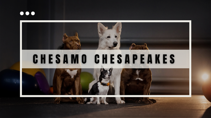 Chesamochesapeakes: undefined