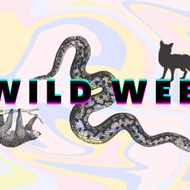 Wild Web Design
