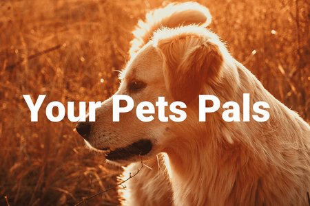 Your Pet Pals : undefined