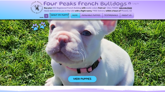 French Bulldogs: Custom Wix Website Design & SEO for Dog Breeder in Phoenix AZ Arizona (Custom Website Development)