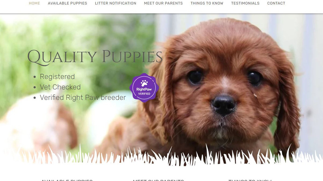 K9 Cavaliers: Website for King Charles Cavalier breeder, showcasing the breed and promoting when new puppies are available.