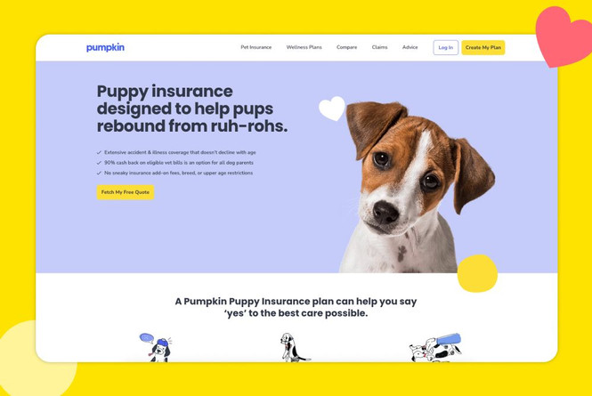 Pumpkin Pet Insurance: Web Design and Development.