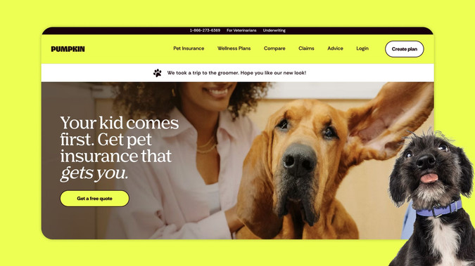 Pumpkin Pet Insurance: Web Design and Development.