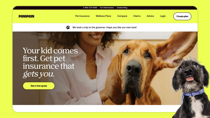 Pumpkin Pet Insurance: Web Design and Development.